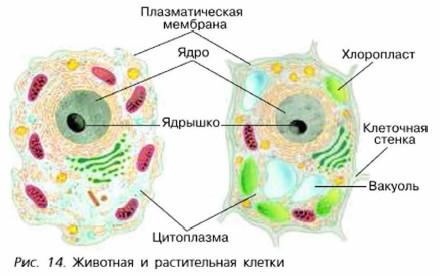 Фото Строение Животной И Растительной Клетки